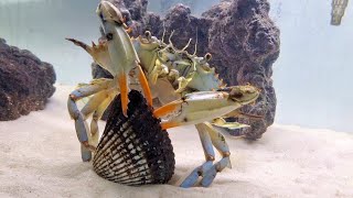 this is how CRABS eat BLOODY clams [upl. by Gagliano]