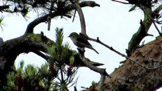 Song of the Greenish Warbler [upl. by Winshell]