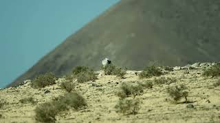 Houbara Bustard displaying Lanzarote [upl. by Nailuj]