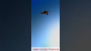 Goshawk flying speedily 290kmh in the air fyp [upl. by Lawley]