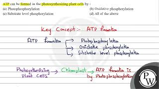 ATP can be formed in the photosynthesizing plant cells by  a Pho [upl. by Zippel369]