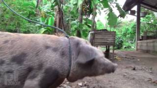 Plenty of Pigs in the Philippines [upl. by Wendalyn]