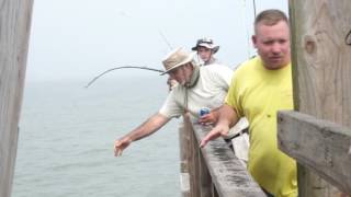 Hammer Head Shark Caught Off Bob Hall Pier [upl. by Tullius]