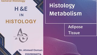 Adipose Tissue Connective tissue Metabolism Histology [upl. by Markowitz]