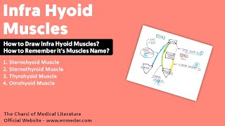 Infra Hyoid Muscles  Thyrohyoid Sternothyroid Sternohyoid and Omohyoid Muscle [upl. by Enilegnave]