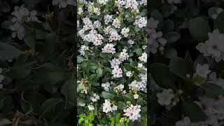 Indian hawthorn Rhaphiolepis indica in full bloom 1092024 [upl. by Eelirak]