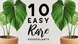 Top 10 Easy RARE Houseplants  Care Tips  Aroids [upl. by Fiske617]