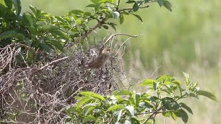 Grasshopper Warbler [upl. by Isidoro]