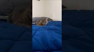 Link The Kitty Has The Target Acquired 👀😺 Link cat kitty playing playful pounce kittycat [upl. by Aeneus]