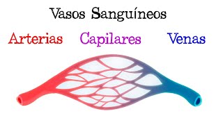 💥 Diferencias entre Venas Arterias y Capilares 💥 Fácil y Rápido  BIOLOGÍA [upl. by Ruth]