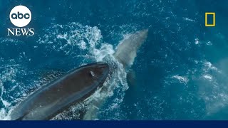 Orca takes down a great white shark on camera [upl. by Cowey]