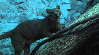 Zoo View Fossa  Cincinnati Zoo [upl. by Pejsach251]