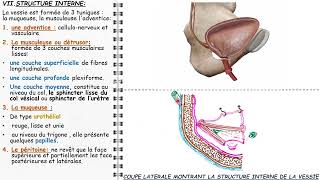 ANATOMIE FMPM LA VESSIE [upl. by Enyawal425]