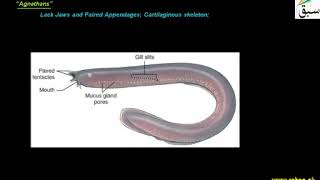 Subphylum Vertebrata Craniata Jawless Fish  1st year Biology  swap education portal [upl. by Licha]