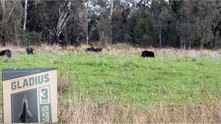 Bowhunting Australia  rundown on sharpening the new 3 blade gladius broadheads [upl. by Paske]