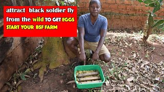 How to Attract Black Soldier Fly from ANYWHERE in the WILD and start your BSF FARM [upl. by Borman]