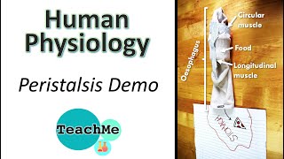 PERISTALSIS real life demo  Biology [upl. by Surat666]