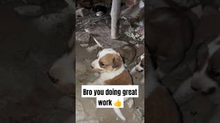 Always help poor dogs 🐶 trandingshorts dog pets cute puppy animals labrador straydog yt [upl. by Gem768]