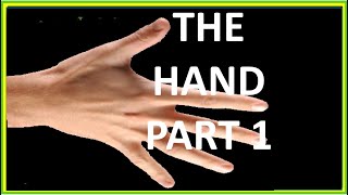 THE HAND PART 1 [upl. by Jago]