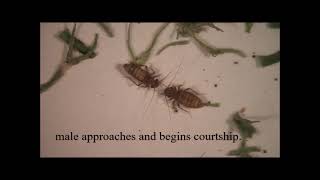 Courtship in Neolepolepis occidentalis Video 1 [upl. by Hart]