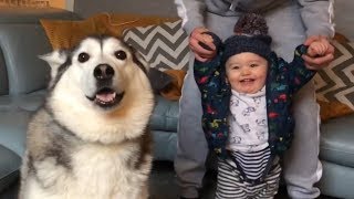 My Huskies Helped For My Babies First Steps [upl. by Mildrid]