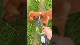 Best dog lead imo 🦮 dogleash dog dogwalk lead [upl. by Ahsam474]