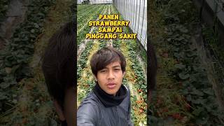 Strawberry Di Jepang Lagi Banyak Banyaknya Slur reels viral fyp jepang [upl. by Dyal]