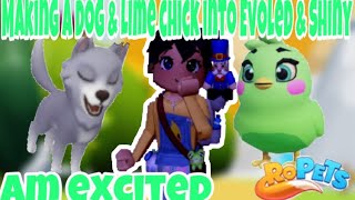 🤩Making an Evoled Dog amp Making a shiny lime chick in Ropets🦊Roblox [upl. by Nestor761]