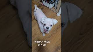 bocha8611 원하는거 있오 박카스 강아지 강아지일상 강아지브이로그 박카스 박카스 puppy cute 말티즈 노견 귀여운강아지 [upl. by Clougher]