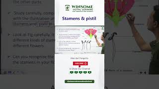 Stamens and pistil  Parts of flower  Winsome Digital Learning flowerparts floweranatomy [upl. by Ayokahs]