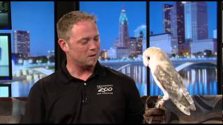 Zoo Day European Barn Owl [upl. by Sokcin]