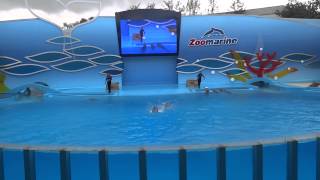 Zoomarine  Dolphin Show  Portugal 2014 [upl. by Eerahs]