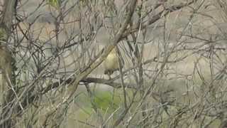 Chirruping Wedgebill near Broken Hill [upl. by Eixam]