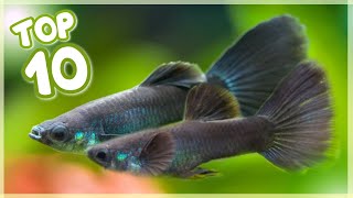 Top 10 Most Famous Guppy Fish in the World [upl. by Robbins413]