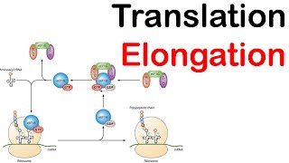 Translation elongation in eukaryotes  eukaryotic translation lecture 2 [upl. by Alyam233]