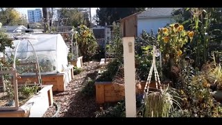 Drought resistance through rainwater management  urban Permaculture design  Manitoba [upl. by Aihsik]