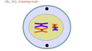 Mejoza meiosis [upl. by Hassin368]