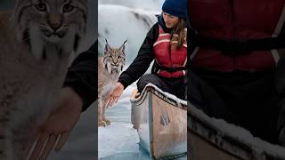 A mother Canadian lynx seeks help from a female sailor to rescue her kittens trapped in a net [upl. by Reisfield]