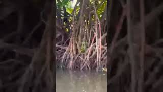 Mangroves plants  Pneumatophores  Halophytes [upl. by Orgalim]