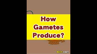 How are gametes formed  Quick Learn Biology biology gametes [upl. by Arelus]