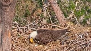 Captiva Eagle Cam  Live camera back online and we see two eggs  Dec 11 2022 [upl. by Sivert]