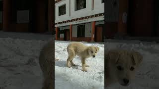 Kibbers Snow Eating Local Dog kibbervillage travel mountains snow [upl. by Aniratak]