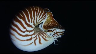 Diving New Caledonia  West Coast  Tenia to Koumac [upl. by Sadnak865]