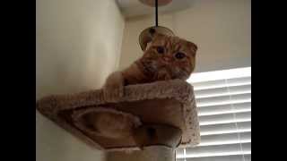 Scottish Fold Cat  Mango and the cat tower [upl. by Poore875]