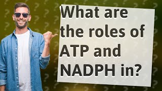 What are the roles of ATP and NADPH in [upl. by Eneres]