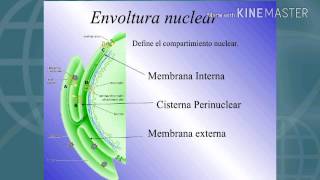 Envoltura nuclear  Equipo 1 [upl. by Maletta]