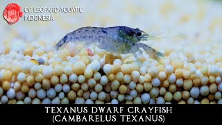 Cambarelus texanus THE WITTY TEXANUS DWARF CRAYFISH Leopard Aquatic Z002A [upl. by Nnagrom]