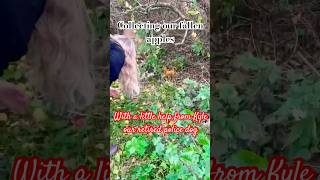 Wind Fallen  Food forest in Scotland trees foodforest apple You can grow trees [upl. by Iruahs]