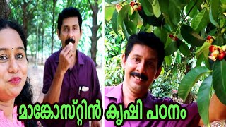 മാങ്കോസ്റ്റിന്‍ കൃഷി രീതി How to Grow a Healthy Mangosteen Plants Tips On Growing Mangosteen [upl. by Afton]