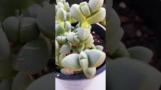 Corpuscularia Lehmannii ice plant succulentsplanterspot plants succulent succulentplant [upl. by Yrrag]